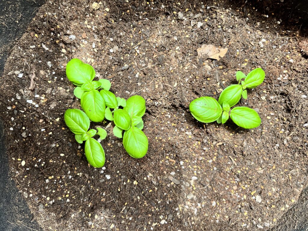 6月9日に植えたバジルの画像