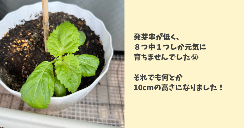 植えてから48日後のシソの様子の画像