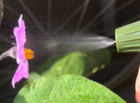 トマトトーンを状態の良くないナスの花に散布している画像