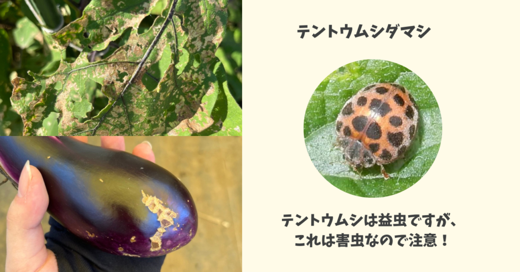 テントウムシダマシの被害にあったナスの様子の画像