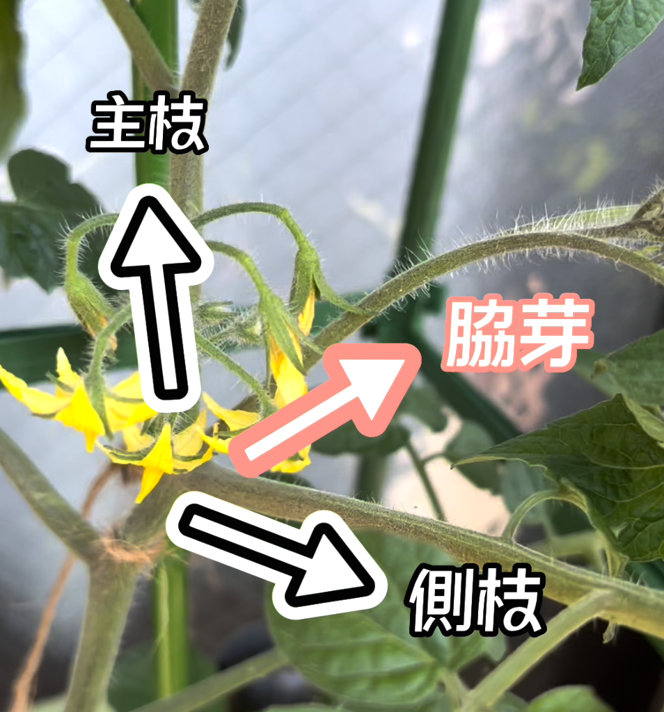 ミニトマトの脇芽の画像