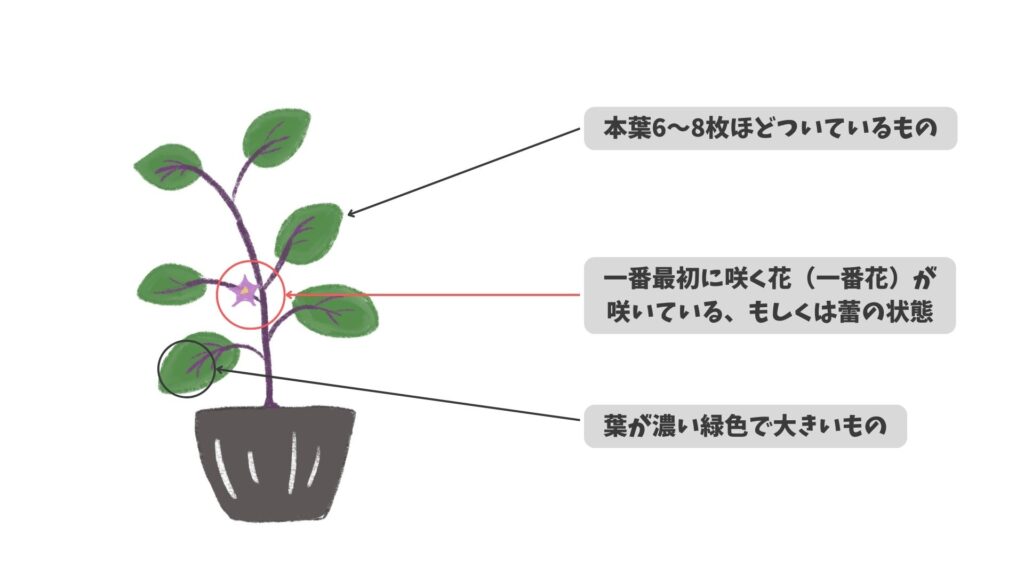 おすすめのナスの苗を解説した画像